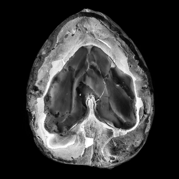 Progetto 'Radiophotographie' di Alessandro Pessina